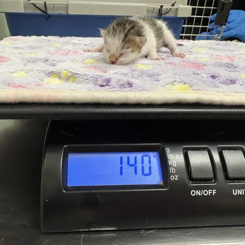 A baby small-sized female White Domestic Short Hair cat named Spock for adoption in Upland, CA