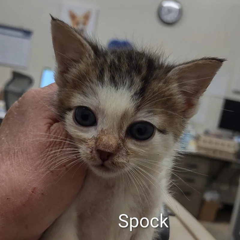 Spock thumbnail 2