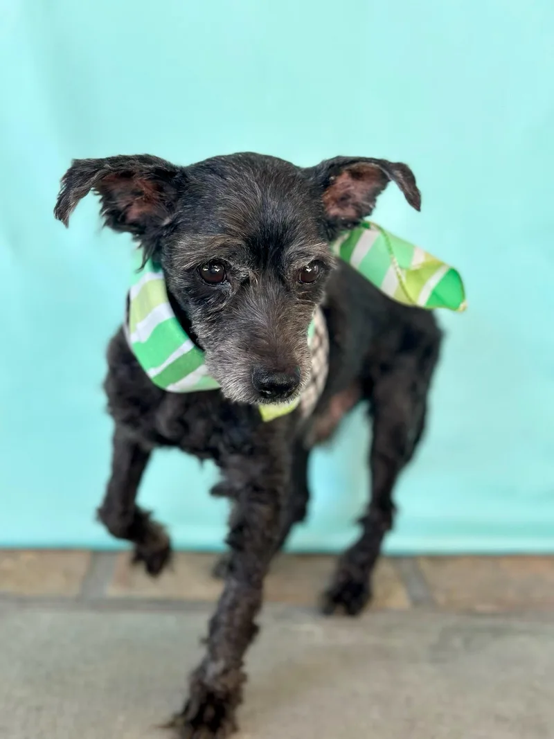 Jean Claude thumbnail 3