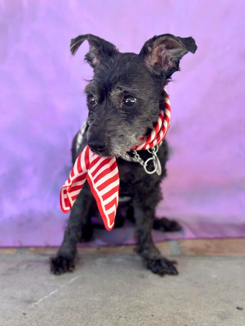 Jean Claude thumbnail 4