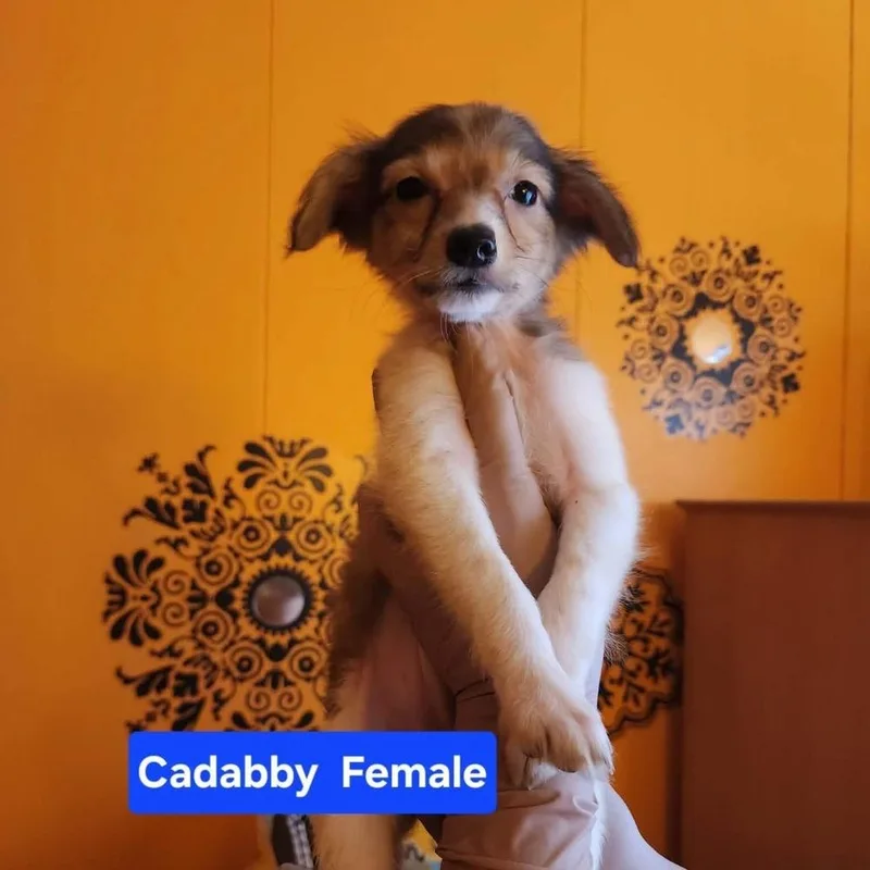Cadabby