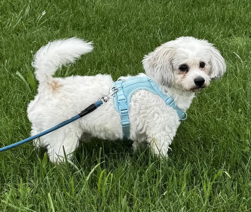 Max
