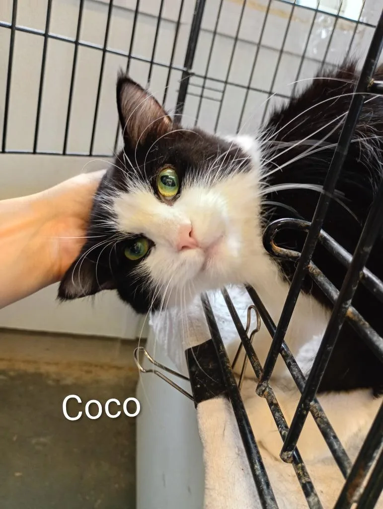 Coco thumbnail 2