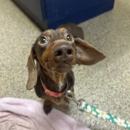 An adult small-sized male Dachshund dog named Slinky for adoption in Merriam, KS