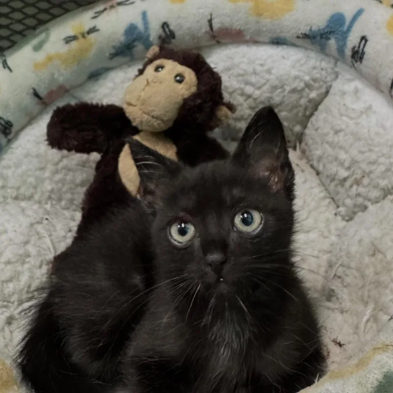 A baby small-sized male Black American Shorthair cat named Goku for adoption in Guaynabo, PR