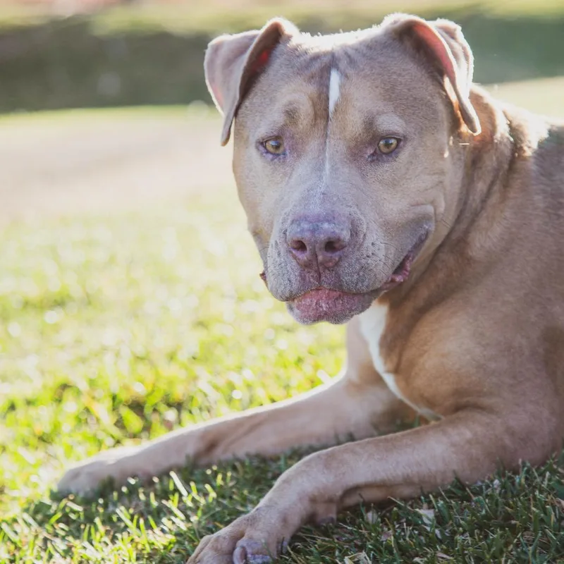 A senior small-sized female Brown / Chocolate Pit Bull Terrier dog named Honey Bee for adoption in Las Vegas, NV