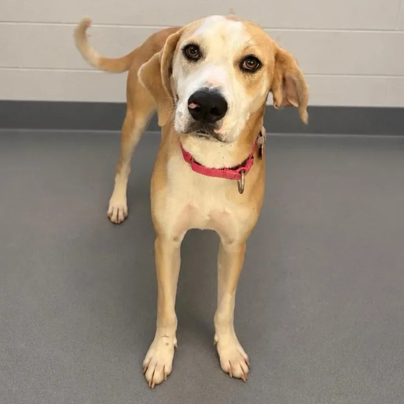 An adult medium-sized female Yellow / Tan / Blond / Fawn Mixed Breed dog named Ms. Presley for adoption in Wheeling, IL