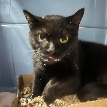 Big Owl thumbnail 3