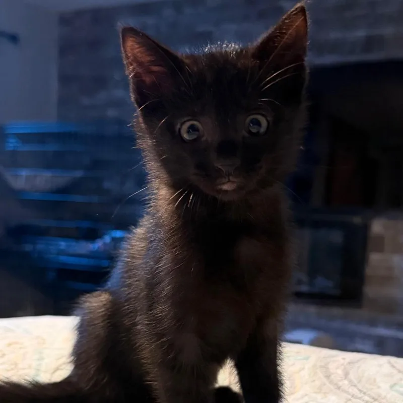 A baby small-sized male Black Domestic Short Hair cat named Cylinder for adoption in Indianapolis, IN
