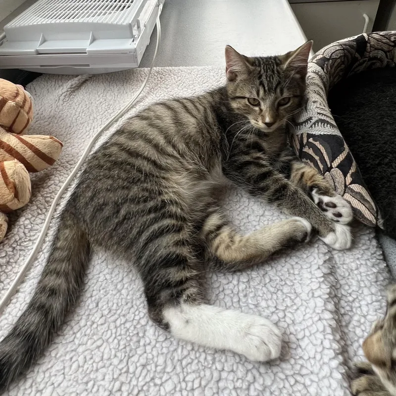 A baby medium-sized male Tabby (Tiger Striped) Tabby cat named Larry for adoption in Pendleton, OR