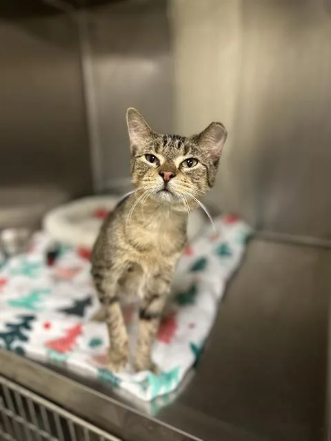 An adult small-sized female Domestic Short Hair cat named Precious for adoption in West Valley City, UT