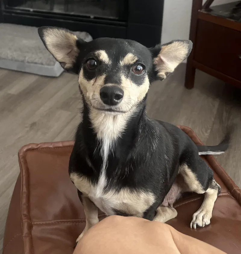 An adult small-sized female Tricolor (Brown, Black, & White) Chihuahua dog named Callie for adoption in Dallas, TX