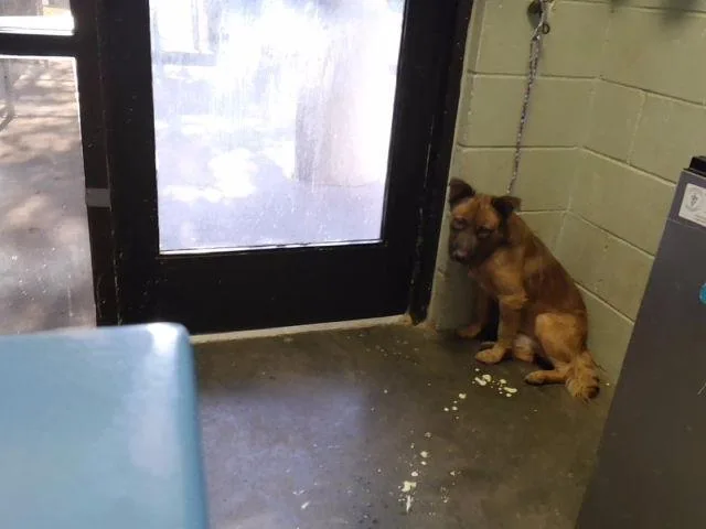 A young medium-sized male German Shepherd Dog dog named Cosmo for adoption in Tulsa, OK
