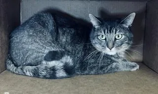 An adult small-sized male Domestic Short Hair cat named Percy for adoption in Norco, CA