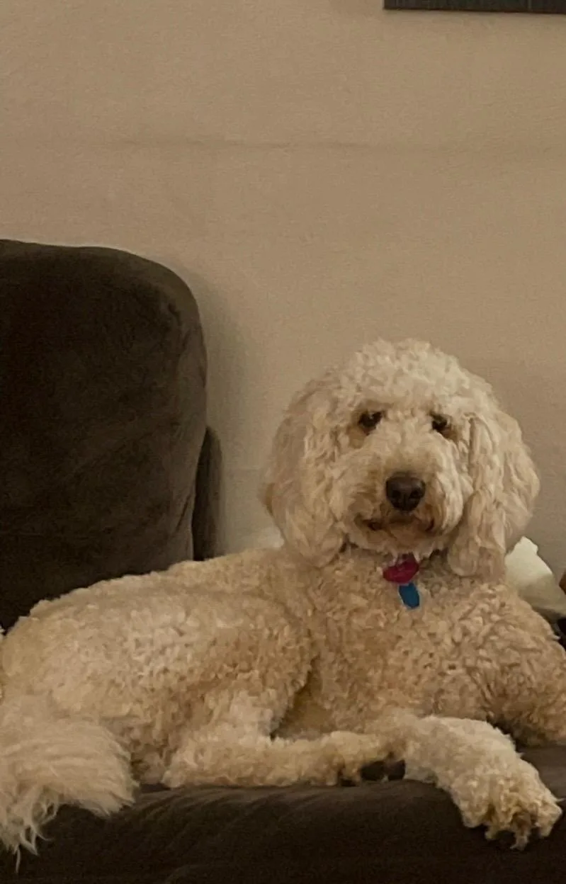 An adult medium-sized female Goldendoodle dog named Ginger for adoption in CHARLEROI, PA