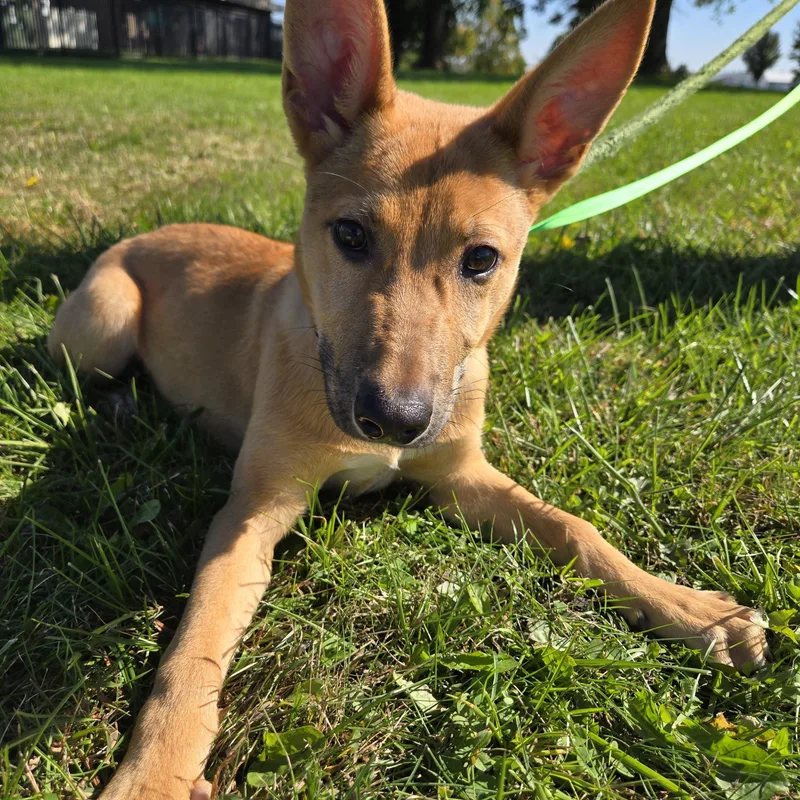 A baby medium-sized female Red / Chestnut / Orange Carolina Dog dog named Lotti for adoption in Valparaiso, IN