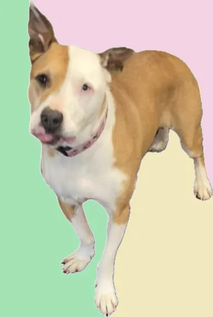 An adult medium-sized female Mixed Breed dog named Remy for adoption in Cincinnati, OH
