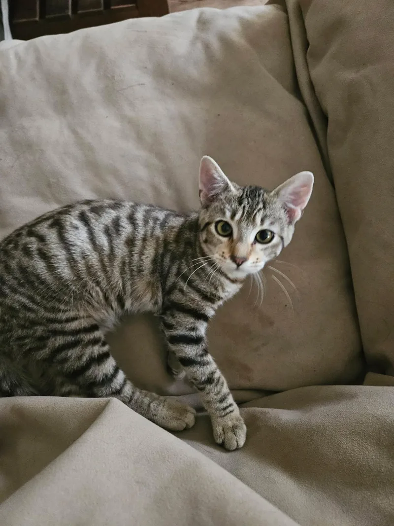 A young medium-sized female Tabby (Gray / Blue / Silver) Domestic Short Hair cat named Xena for adoption in Huffman, TX