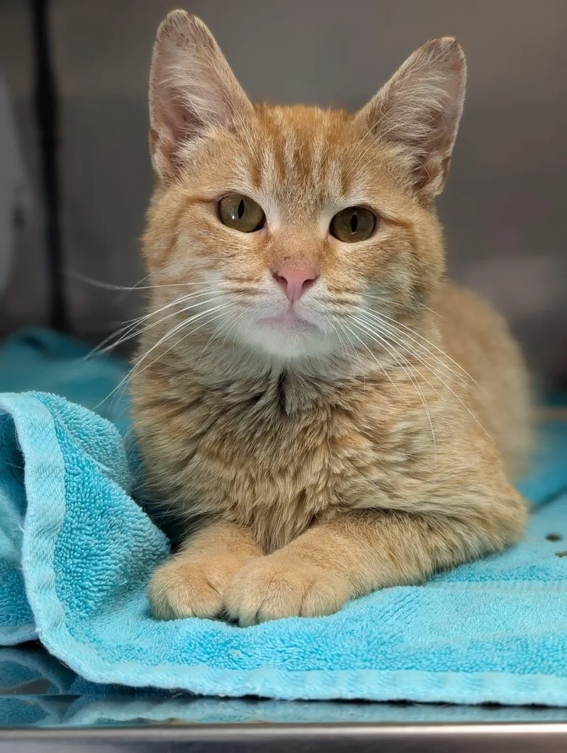 Whirlwind thumbnail 2