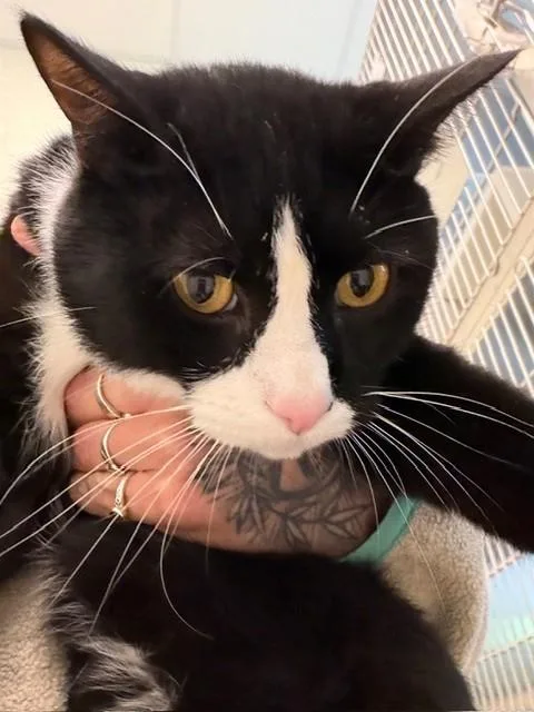 A young large-sized male Domestic Short Hair cat named Mia for adoption in Brighton, CO