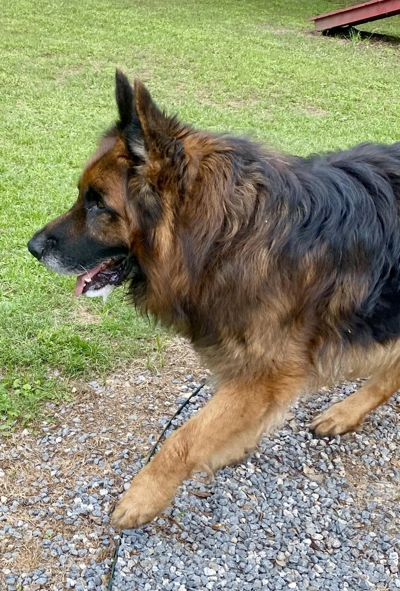 An adult large-sized male Tricolor (Brown, Black, & White) German Shepherd Dog dog named Truman for adoption in Greeneville , TN