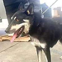A young medium-sized female Apricot / Beige Siberian Husky dog named Melody  URGENT for adoption in Thousand Oaks, CA