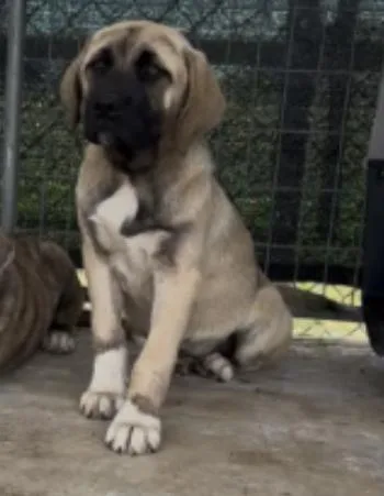 A baby extra large-sized male Yellow / Tan / Blond / Fawn Anatolian Shepherd dog named Tim Mcgraw for adoption in Boulder, CO