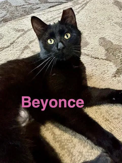 A young medium-sized female Black Domestic Short Hair cat named Beyonce for adoption in Wadsworth, OH