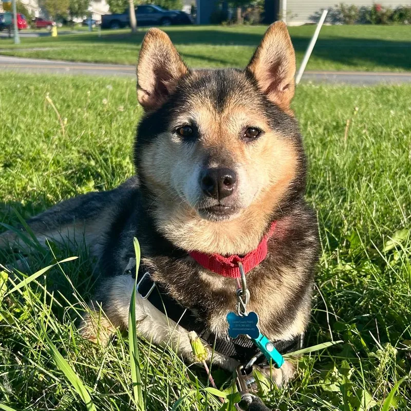 Gracie