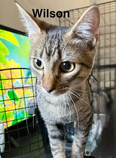A baby medium-sized male Domestic Short Hair cat named Wilson for adoption in Zimmerman, MN