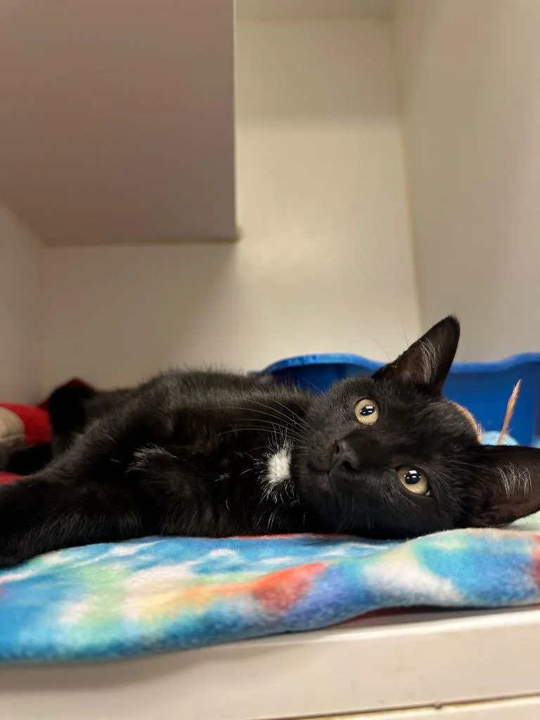 A baby small-sized female Domestic Short Hair cat named Jinx for adoption in Johnson City, TN