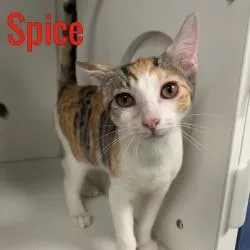Spice