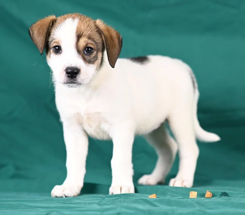 A baby medium-sized female Beagle dog named Hannah Weaver for adoption in Newport, KY