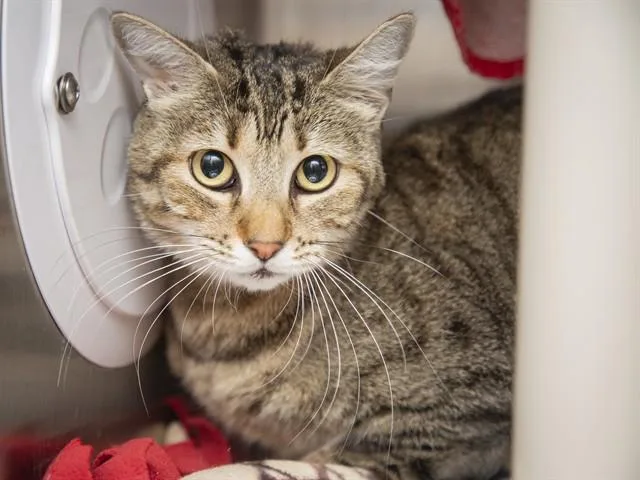 An adult large-sized female Domestic Short Hair cat named Ruby for adoption in Phoenix, AZ