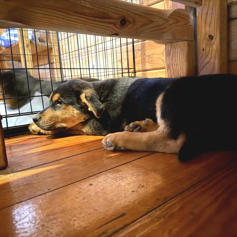 Omenstar thumbnail 2