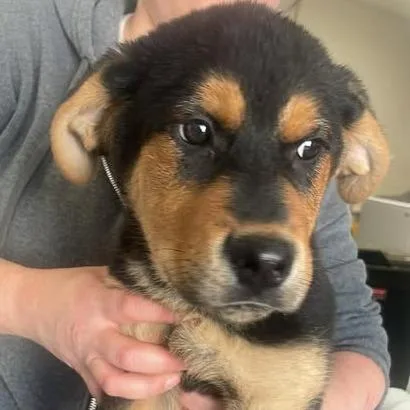 Omenstar thumbnail 3