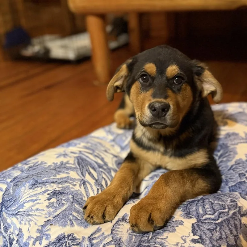 Omenstar thumbnail 4