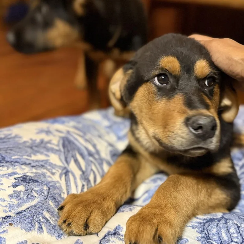 Omenstar thumbnail 5