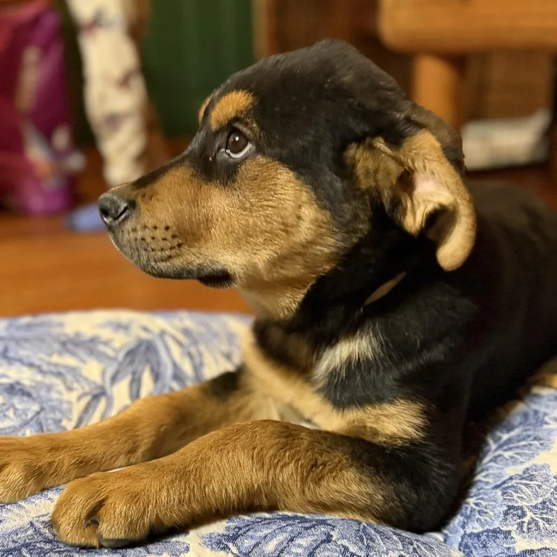 Omenstar thumbnail 6