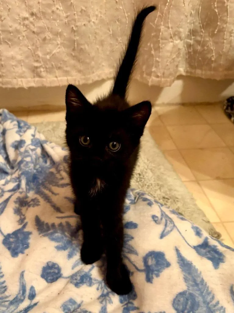 A baby small-sized female Domestic Short Hair cat named Mounds for adoption in Hartsville, SC