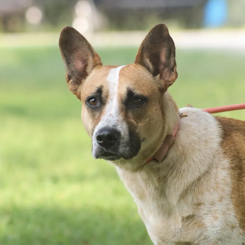 An adult medium-sized female Red / Chestnut / Orange Cattle Dog dog named Harriet for adoption in Columbia, SC