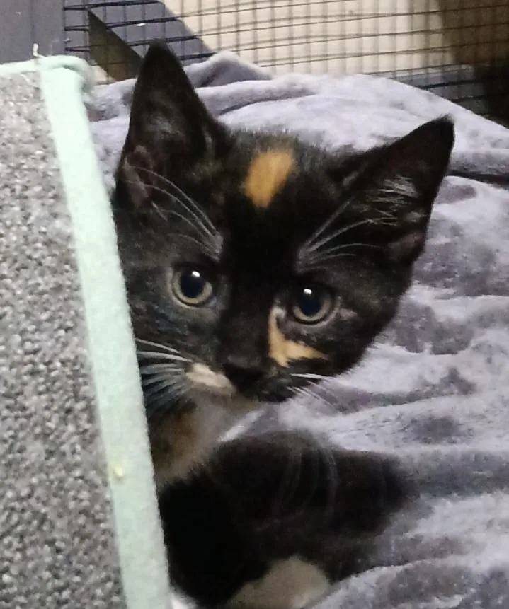 A baby small-sized female Calico Domestic Short Hair cat named Eleri for adoption in Indianapolis, IN