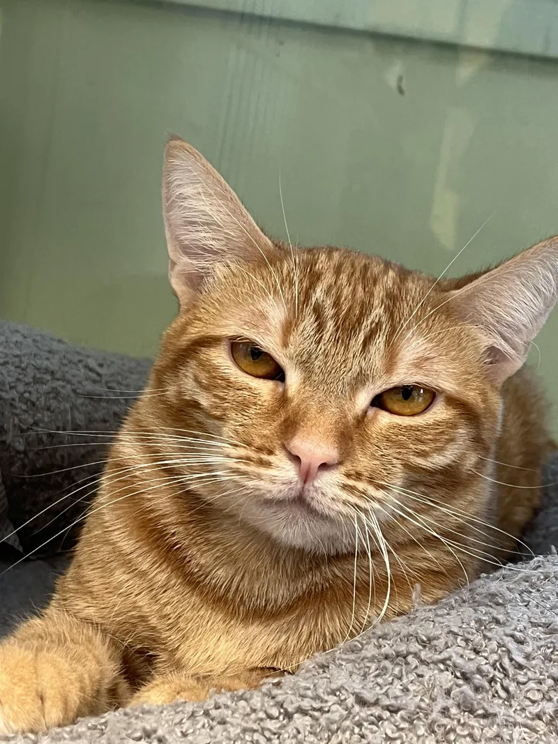 A young small-sized female Orange & White Domestic Short Hair cat named Star for adoption in Huntington Beach, CA