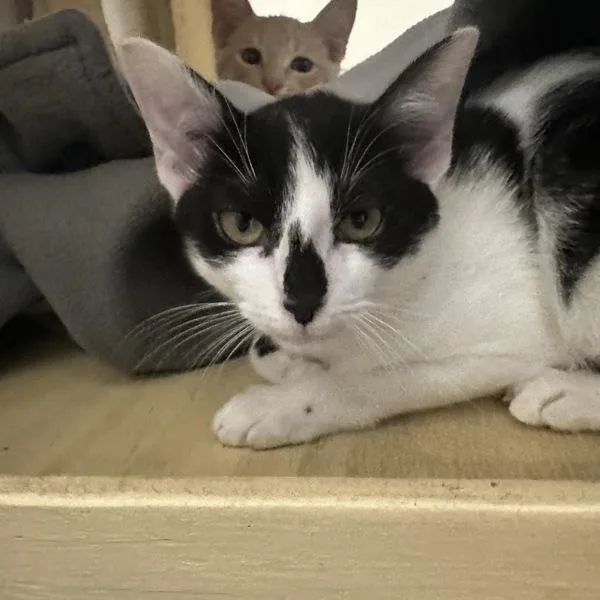 A baby medium-sized female Domestic Short Hair cat named Jessica for adoption in Walnut Creek, CA