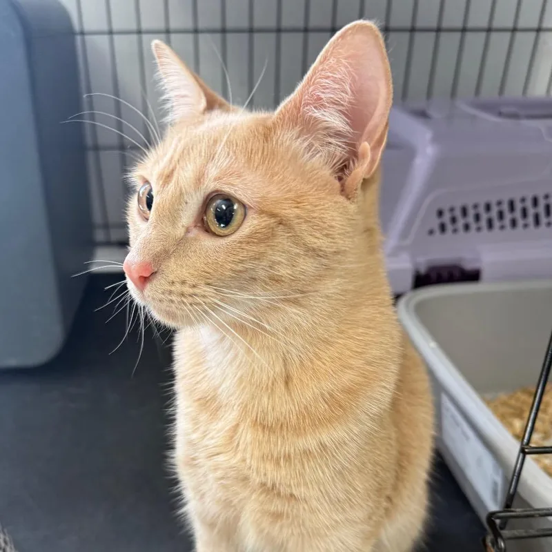A young medium-sized female Buff / Tan / Fawn Domestic Short Hair cat named Moira for adoption in Houston, TX
