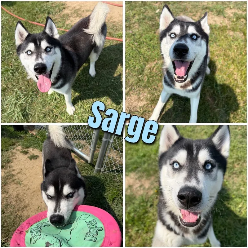 Sarge thumbnail 2