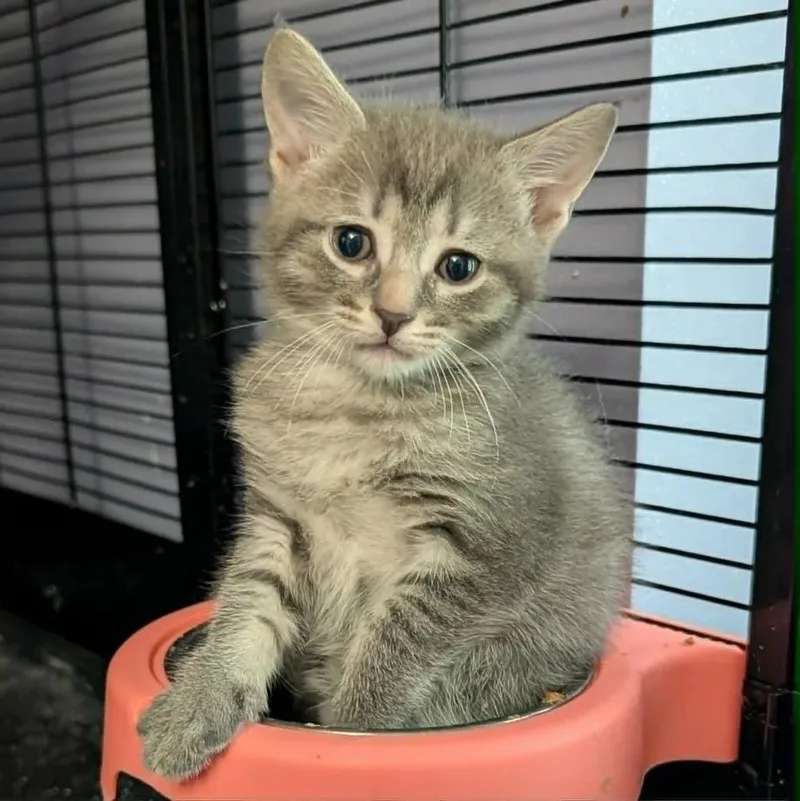 A baby medium-sized female Tabby (Gray / Blue / Silver) Domestic Short Hair cat named Anna for adoption in Davison, MI