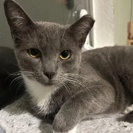 An adult medium-sized female Gray & White Tuxedo cat named Calani for adoption in Sacramento, CA