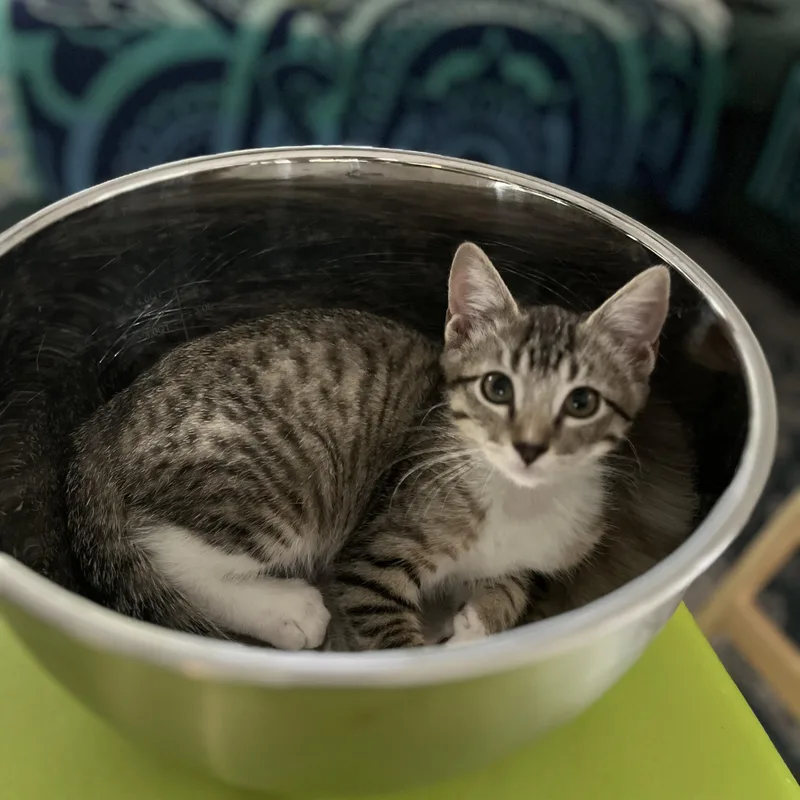 A baby small-sized female Gray & White Domestic Short Hair cat named Winifred Waffle for adoption in Bentonville, AR