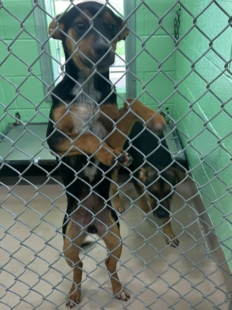 A baby large-sized male Australian Cattle Dog / Blue Heeler dog named Sherman for adoption in Nacogdoches, TX